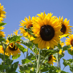 blooming sunflowers (helianthus)