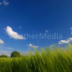 cornfield in spring