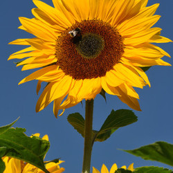 sunflowers