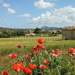 typical mallorca