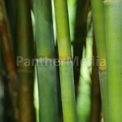 bamboo