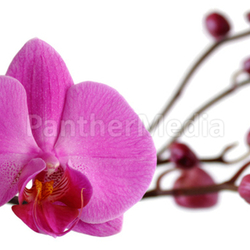 orchid biodiversity stamp bleed flower flourishing plant