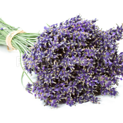 lavender bund