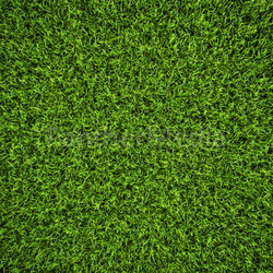 Grass Background