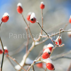 rosehip in winter