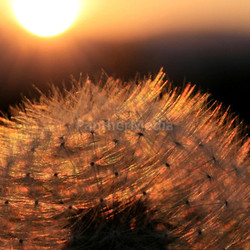 dandelion