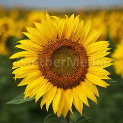Sonnenblumen