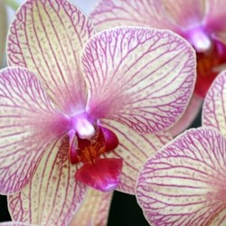 orchid