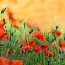 Roter Mohn