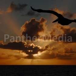the flight of the pelican