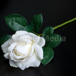 White single rose
