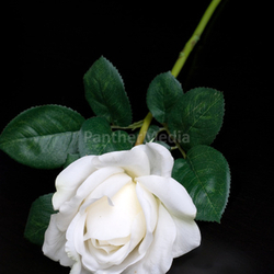 White single rose