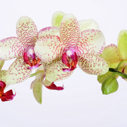 Orchideen Blüten Zen Wellness