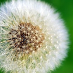 dandelion