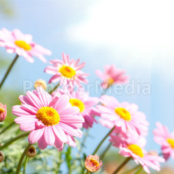 daisies