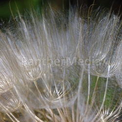 puff feathers