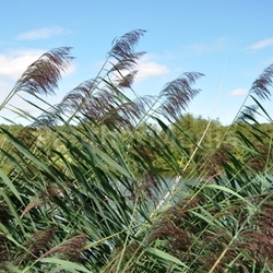 Moselufer bei Metz (Frankreich)