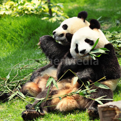 panda