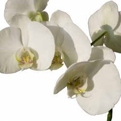white orchids