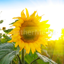 sunflowers