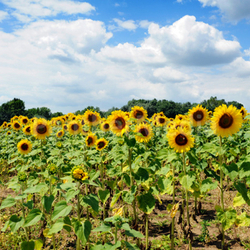 Sunflower field 