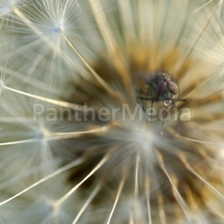 in the flower ...