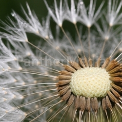 dandelion macro shot