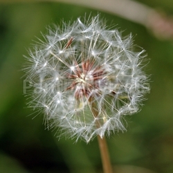 please blow