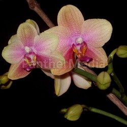 orchid ii