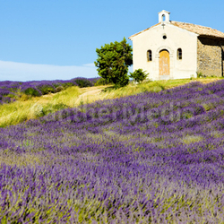 chapel with lavender field, Plateau de Valensole, Provence, France