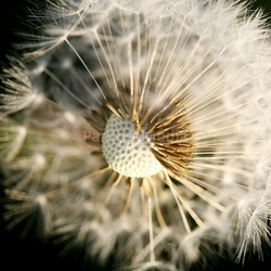 dandelion