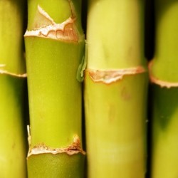 bamboo