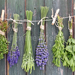 herbs