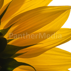 Sonnenblume vor weissem Hintergrund