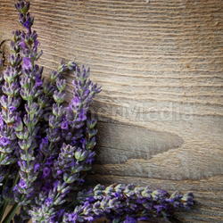 Fresh lavender