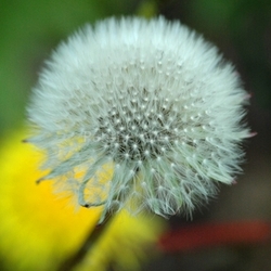 dandelion