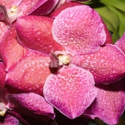 vanda