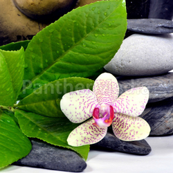 Wellness Gong Steine