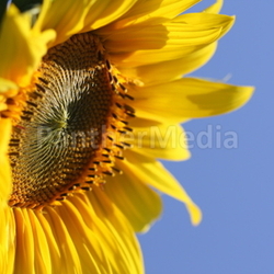 Sonnenblum