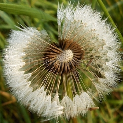 dandelion in morning