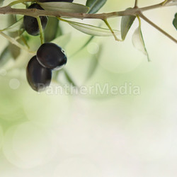 Olives design background