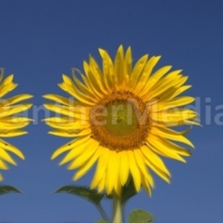 zwei Sonnenblumen