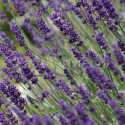 lavender