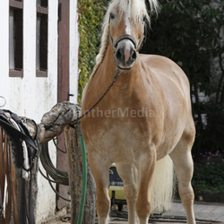 Haflinger