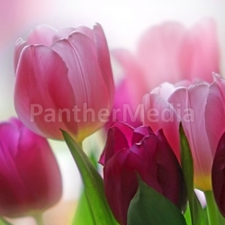 tulipa
