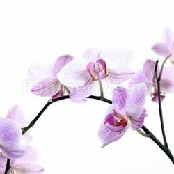 orchids