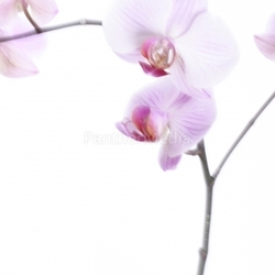 orchid