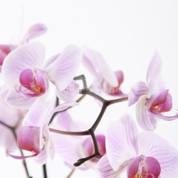 orchid