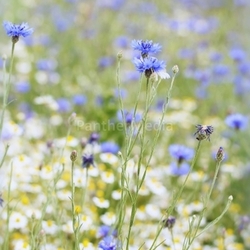 chamomile and cornflower
