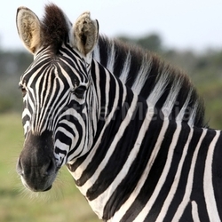 Zebra Portrait